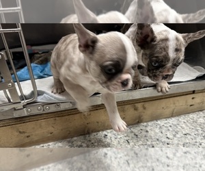 French Bulldog Puppy for sale in JOHNSTOWN, NY, USA