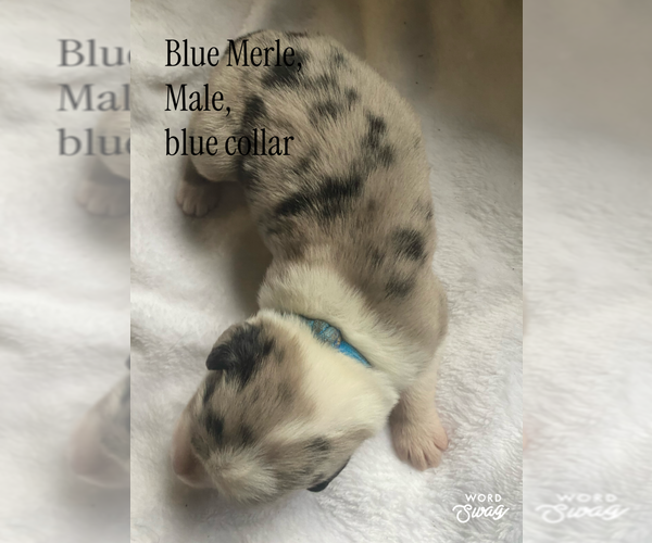 Medium Photo #4 F2 Aussiedoodle Puppy For Sale in ONAWAY, MI, USA