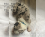 Small #3 F2 Aussiedoodle