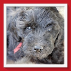 Whoodle Puppy for sale in MORA, MN, USA