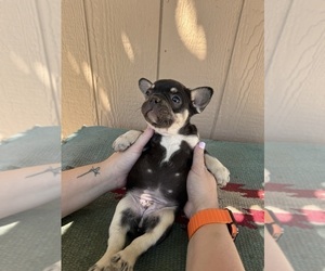 French Bulldog Puppy for sale in MADERA, CA, USA