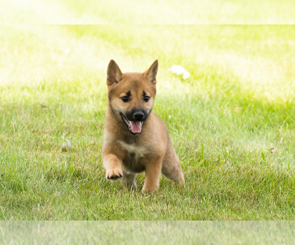 Medium Photo #10 Shiba Inu Puppy For Sale in MILLERSBURG, IN, USA