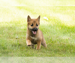 Small #9 Shiba Inu