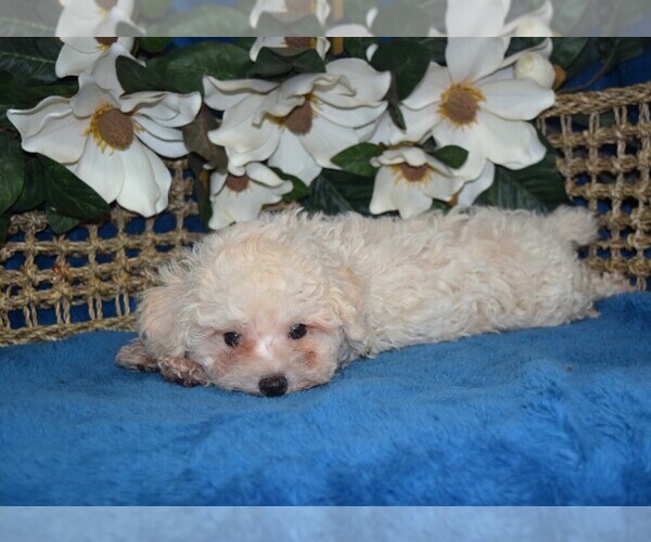 Medium Photo #1 Maltipoo Puppy For Sale in BARNESVILLE, KS, USA