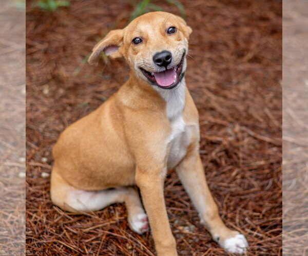 Medium Photo #3 Carolina Dog-Unknown Mix Puppy For Sale in Hilton Head, SC, USA