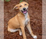 Small #2 Carolina Dog Mix