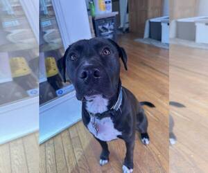 Sebastian aka Sea Bass - Male Labrador Retriever-Unknown Mix Dog for Adoption - Photo #4