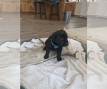 Puppy 1 Labrador Retriever