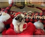 Small Photo #10 Shih Tzu Puppy For Sale in NAPLES, FL, USA