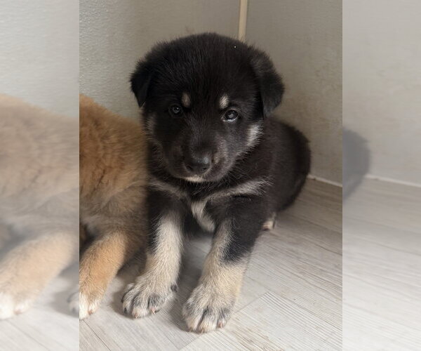 Medium Photo #2 German Shepherd Dog Puppy For Sale in Bolivar, MO, USA