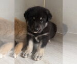Small #1 German Shepherd Dog
