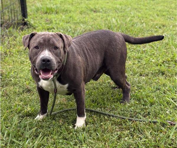 Medium Photo #3 American Pit Bull Terrier-Unknown Mix Puppy For Sale in Virginia Beach, VA, USA