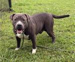 Small #2 American Pit Bull Terrier Mix