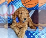 Small Photo #7 Goldendoodle (Miniature) Puppy For Sale in QUARRYVILLE, PA, USA