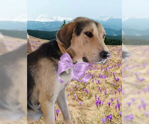 Collie-Labrador Retriever Mix Dogs for adoption in Mt. Laurel, NJ, USA