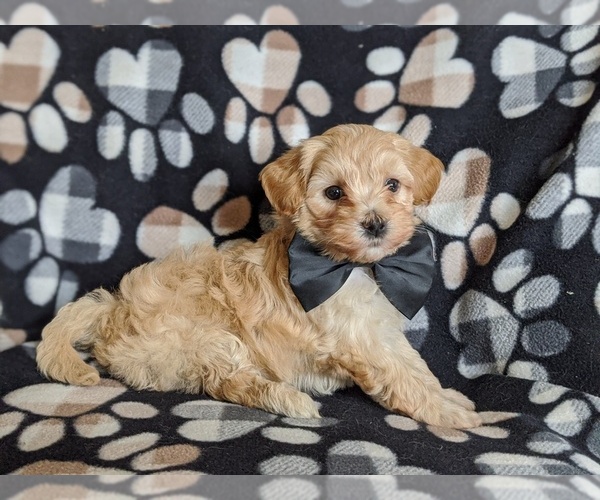 Medium Photo #5 Maltipoo Puppy For Sale in ATGLEN, PA, USA