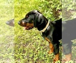 Small #11 Doberman Pinscher