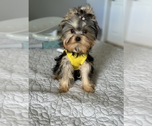 Yorkshire Terrier Puppy for sale in CORAL SPRINGS, FL, USA