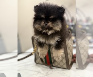 Pomeranian Puppy for sale in ARCADIA, CA, USA