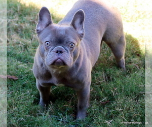 Mother of the French Bulldog puppies born on 07/08/2025