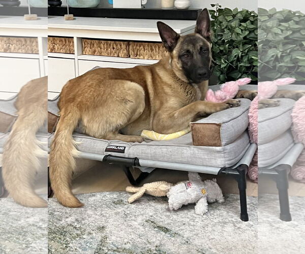 Medium Photo #13 German Shepherd Dog-Unknown Mix Puppy For Sale in Seattle, WA, USA