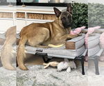 Small #12 German Shepherd Dog Mix