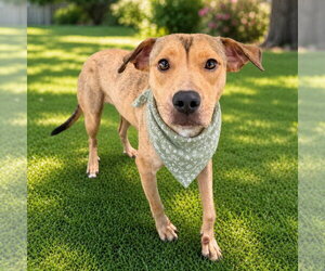 Carolina - Female Mutt Dog for Adoption - Photo #15
