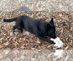 Small Photo #1 German Shepherd Dog Puppy For Sale in HEMPSTEAD, TX, USA