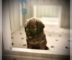 Small #10 Goldendoodle (Miniature)