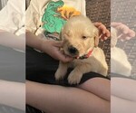 Small #4 Golden Retriever