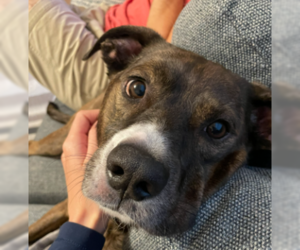 Jackson *FOSTER NEEDED TOO! - Male Retriever -Unknown Mix Dog for Adoption - Photo #3
