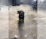Small American Staffordshire Terrier Mix