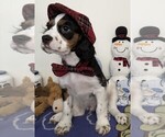 Puppy 2 Australian Shepherd-Cavalier King Charles Spaniel Mix