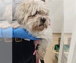 Small Maltese Mix