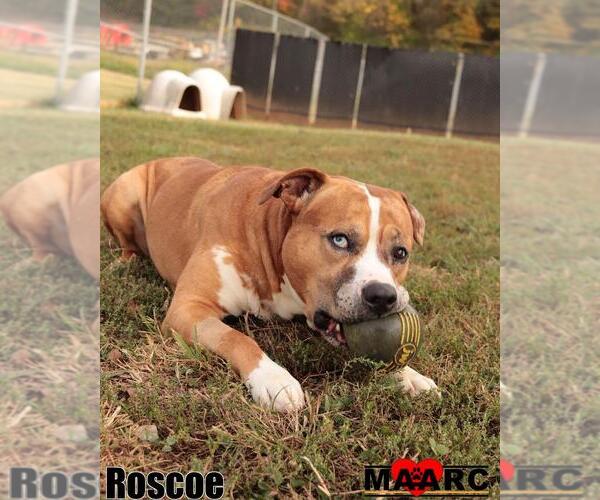 Medium Photo #6 American Staffordshire Terrier-Unknown Mix Puppy For Sale in Maryville, TN, USA