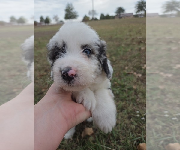 Medium Photo #24 Aussiedoodle Puppy For Sale in WILLS POINT, TX, USA