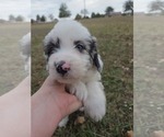 Small #23 Aussiedoodle