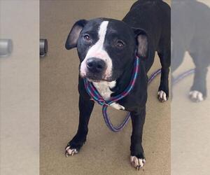 American Pit Bull Terrier Dogs for adoption in Derwood, MD, USA