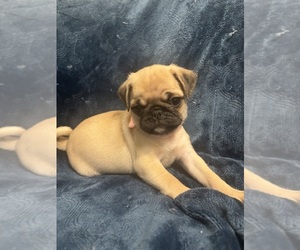 Pug Puppy for sale in HANOVER, VA, USA