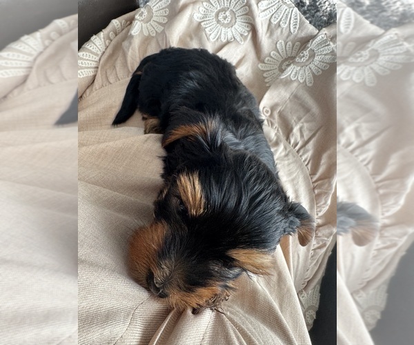 Medium Photo #5 Yorkshire Terrier Puppy For Sale in PORTLAND, OR, USA