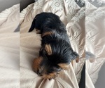 Small #4 Yorkshire Terrier