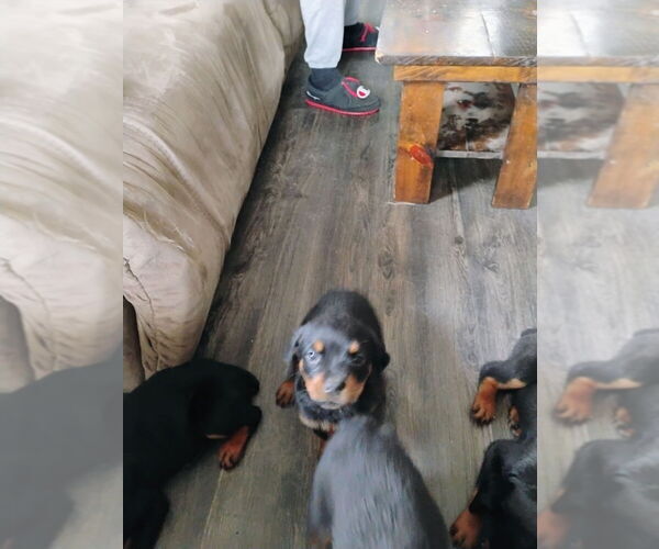 Medium Photo #4 Rottweiler Puppy For Sale in DANVILLE, IL, USA