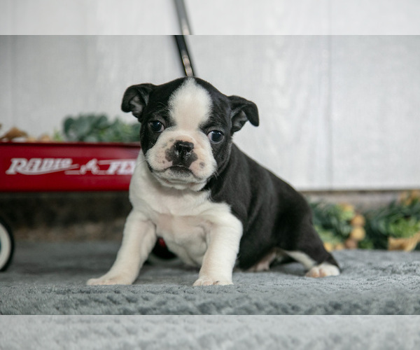 Medium Photo #2 Boston Terrier Puppy For Sale in BEACH CITY, OH, USA