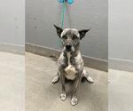Small Mastiff Mix