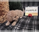 Small #14 Goldendoodle
