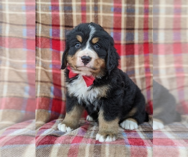 Medium Photo #4 Bernese Mountain Dog Puppy For Sale in CHRISTIANA, PA, USA