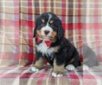 Small Photo #4 Bernese Mountain Dog Puppy For Sale in CHRISTIANA, PA, USA