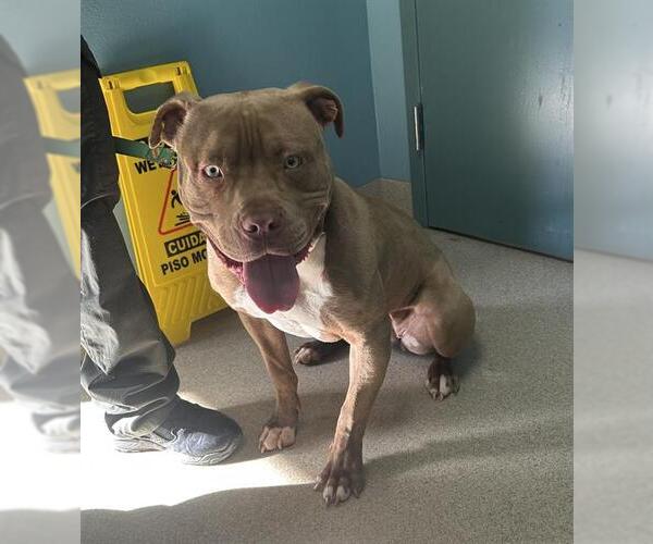 Medium Photo #1 Mutt Puppy For Sale in Newton, NC, USA