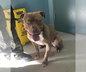 Mutt Dogs for adoption in Newton, NC, USA