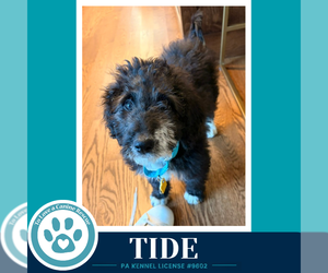 Mutt Dogs for adoption in Kimberton, PA, USA